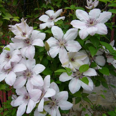 Clematita